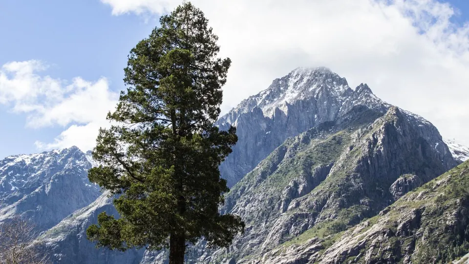 Ciprés de la cordillera frente a las montañas del alto Achibueno