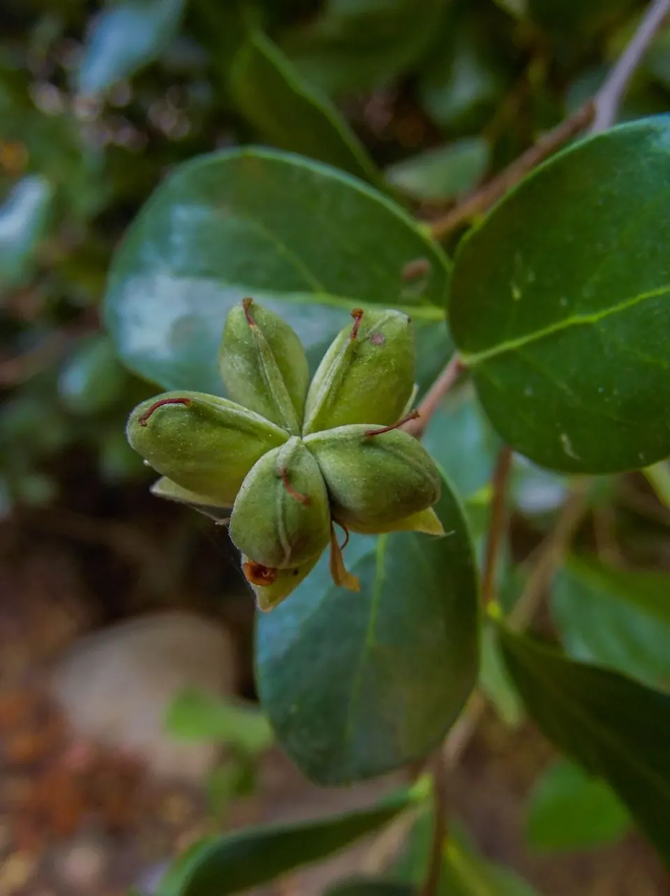 Fruto de una especie nativa observado en Cordillera Los Quemados