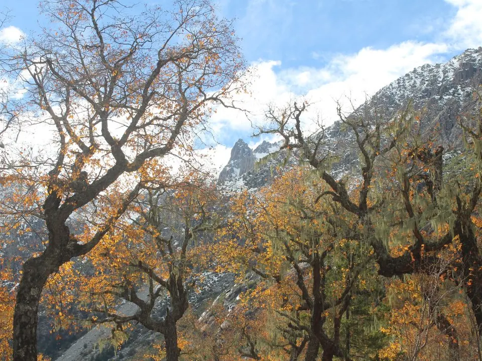 Bosque de hualos y montañas en Cordillera Los Quemados