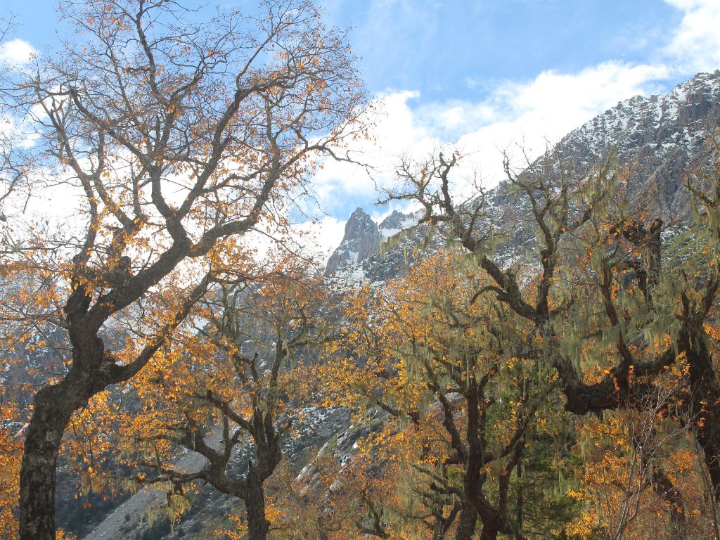 Bosque de hualos