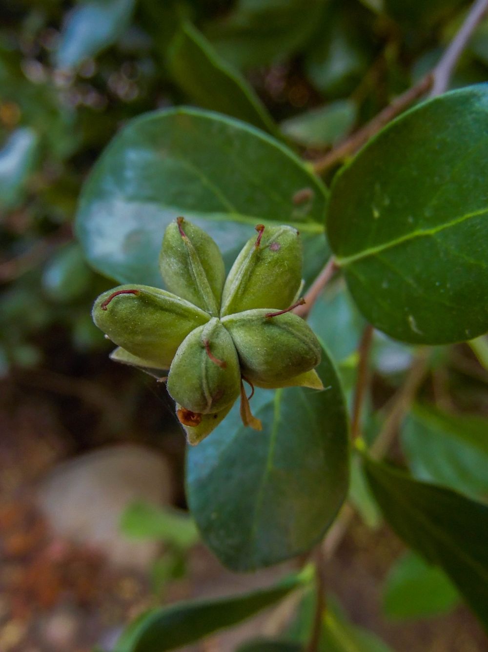 Fruto de una especie nativa del bosque de Cordillera Los Quemados