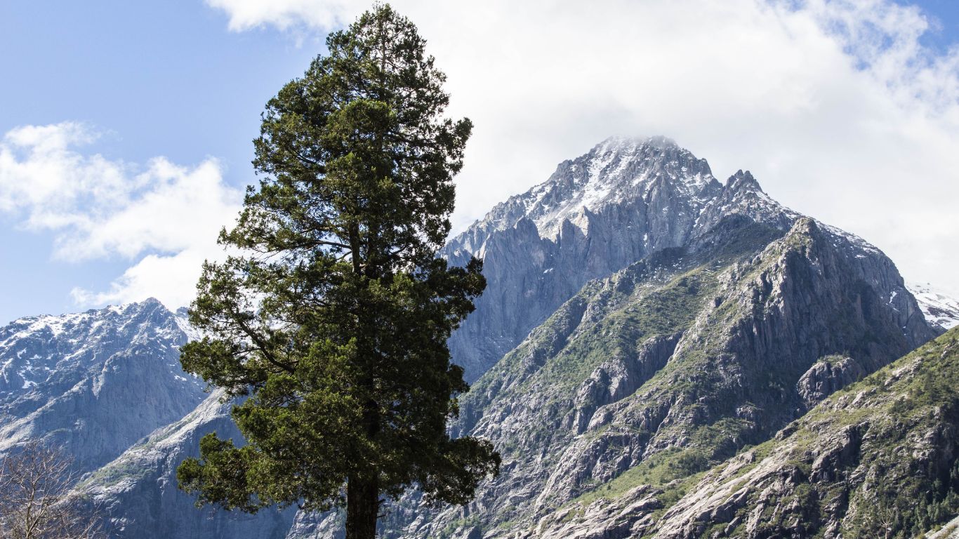 Ciprés de la cordillera frente a las montañas nevadas del Parque Cordillera Los Quemados