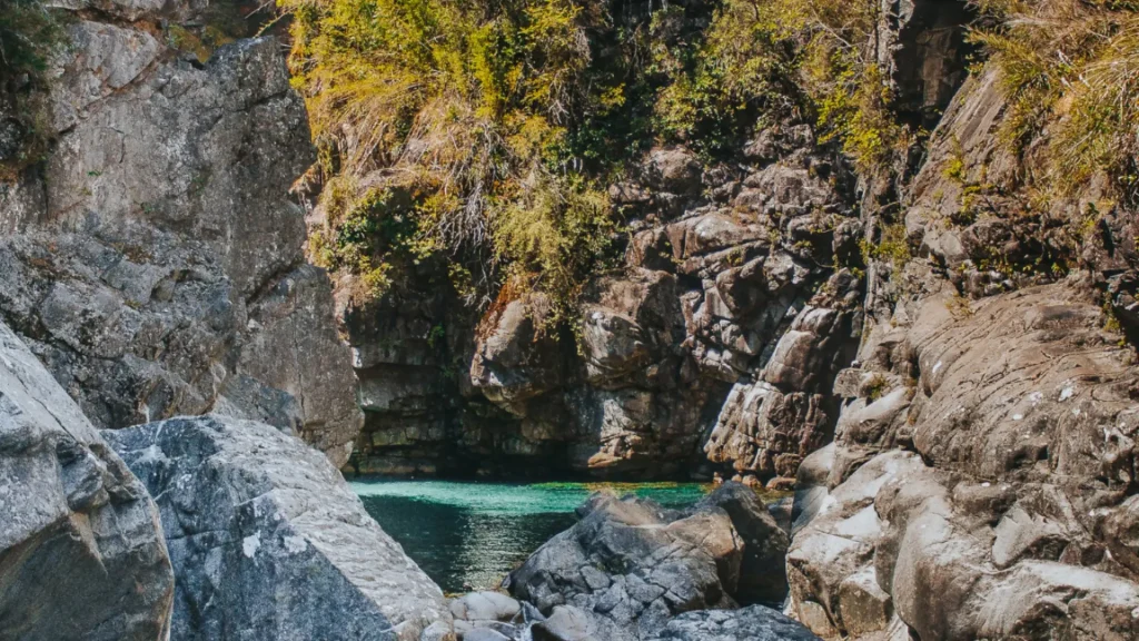Guindo Santo y bosque nativo de la cuenca alta del Achibueno